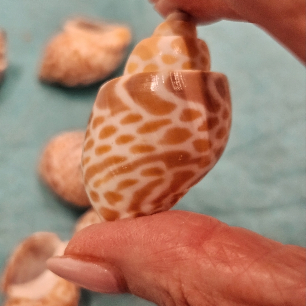 Babylonia Spirata - Various Sizes